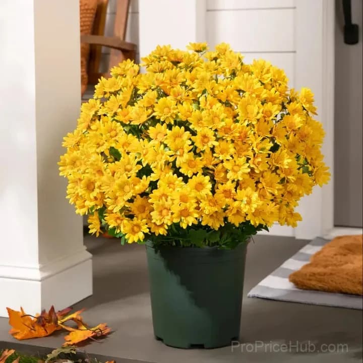 Artificial Outdoor Sunset Mums – UV-Resistant & Weatherproof - View 11