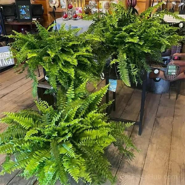 UV Resistant Lifelike Artificial Boston Fern - View 1