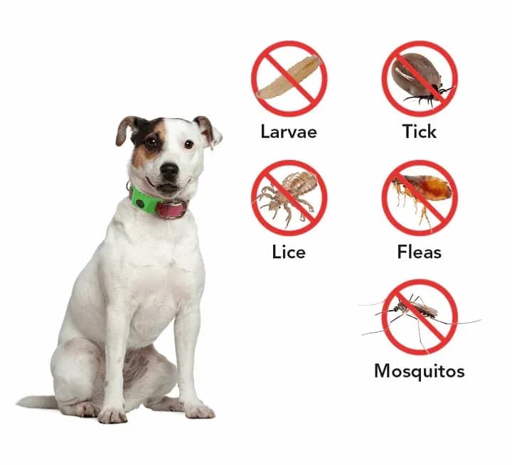12-Month Flea & Tick Protection for Dogs - Alt