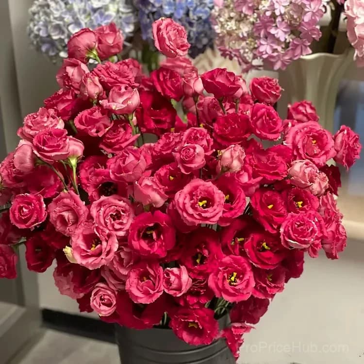 50 Mixed Color Lisianthus Seeds with 12-Day Germination - View 5