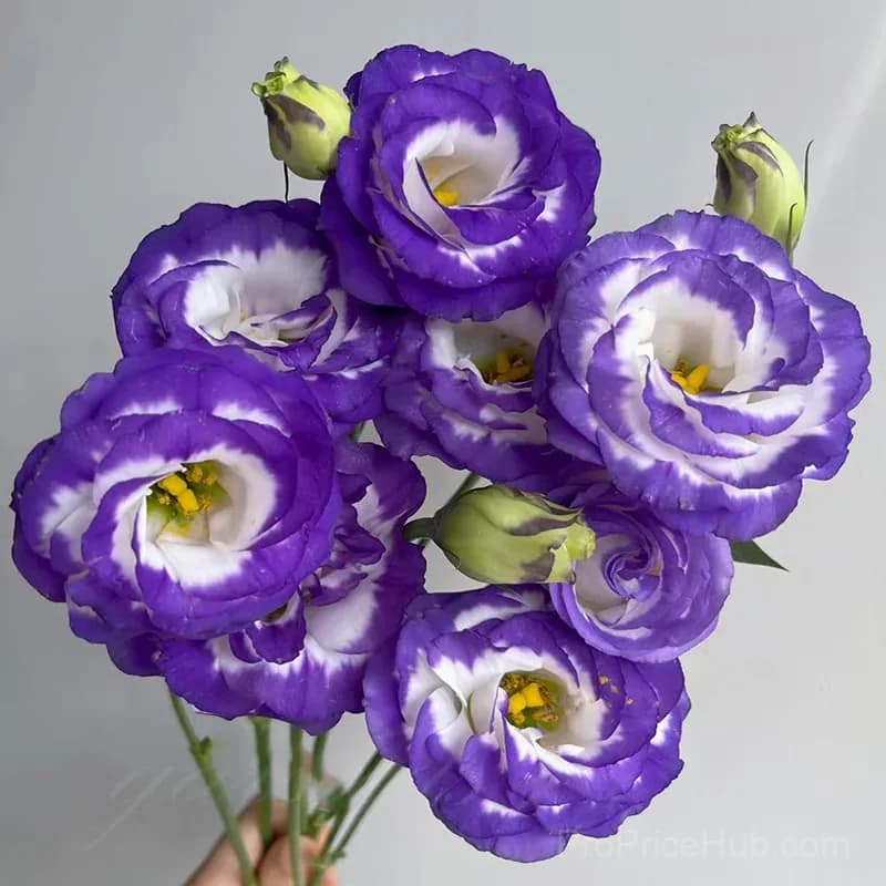 50 Mixed Color Lisianthus Seeds with 12-Day Germination - View 6
