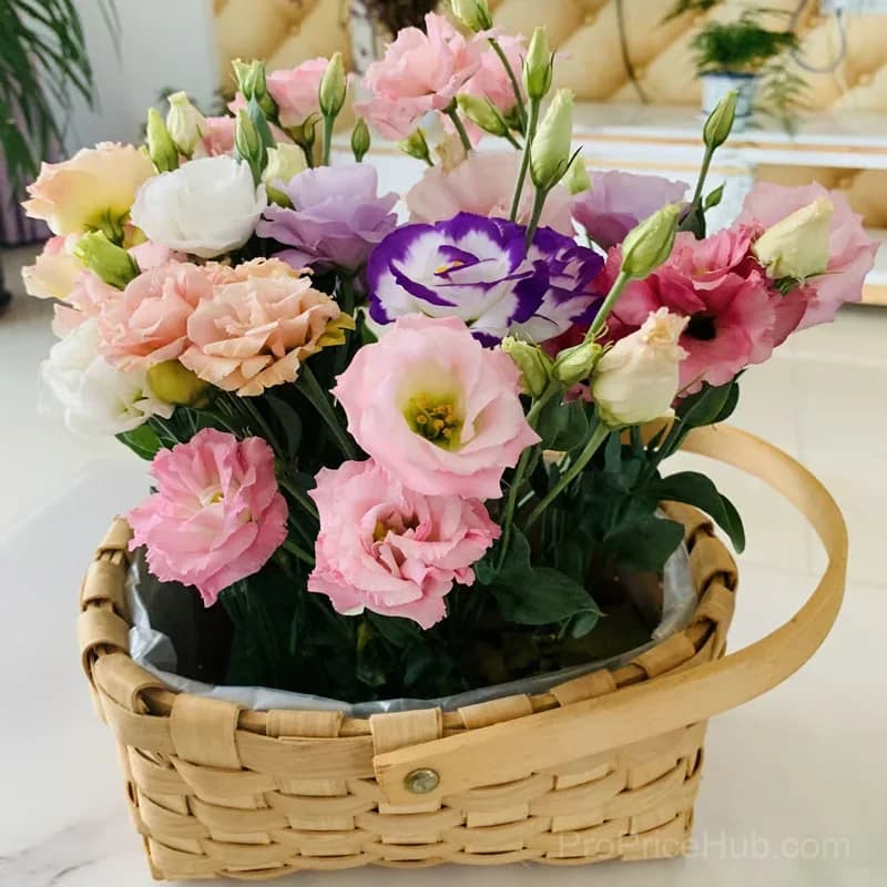 50 Mixed Color Lisianthus Seeds with 12-Day Germination - View 8