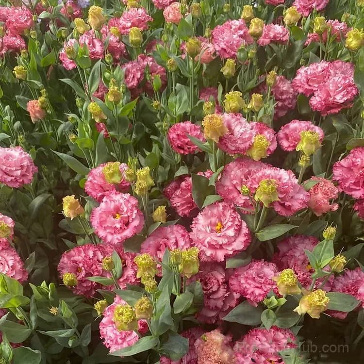 50 Mixed Color Lisianthus Seeds with 12-Day Germination - View 4