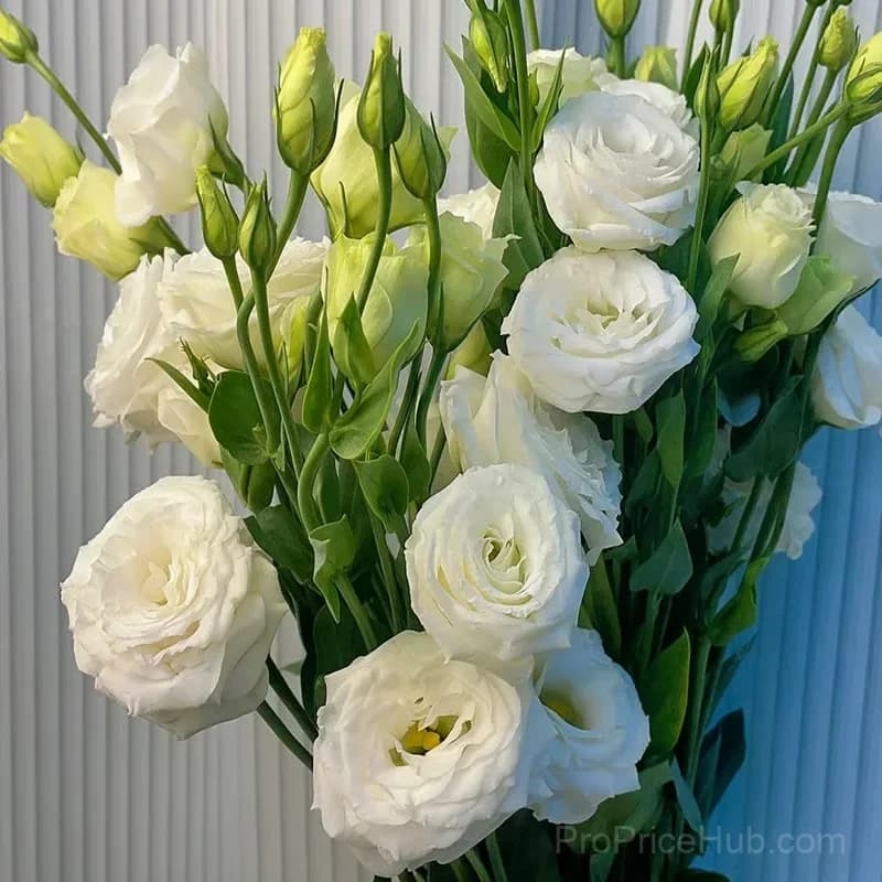 50 Mixed Color Lisianthus Seeds with 12-Day Germination - View 18