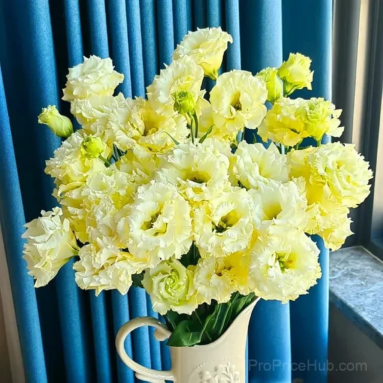 50 Mixed Color Lisianthus Seeds with 12-Day Germination - View 38
