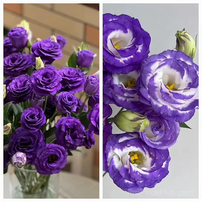 50 Mixed Color Lisianthus Seeds with 12-Day Germination - View 23
