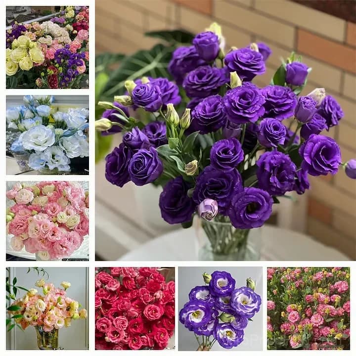 50 Mixed Color Lisianthus Seeds with 12-Day Germination - Main