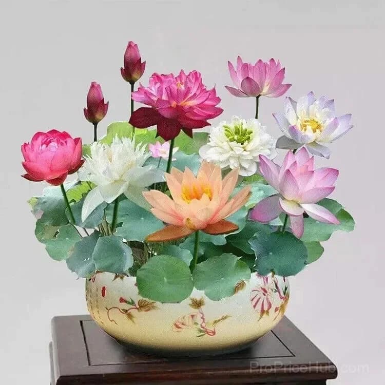 Bonsai Lotus Seeds for Seasonal Planting - View 1
