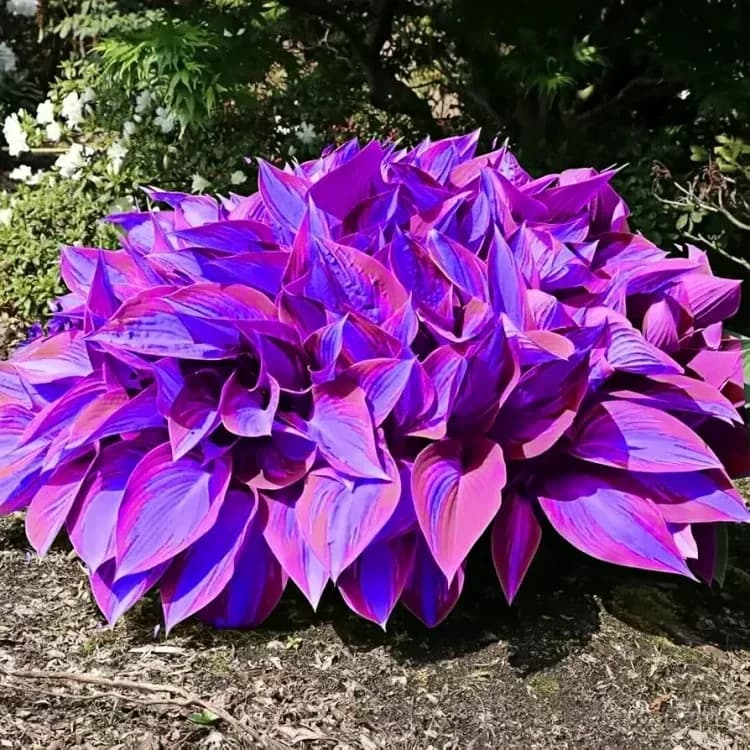 Turn Dead Corners Into a Lush Garden Paradise – Shade-Tolerant Seeds - View 19