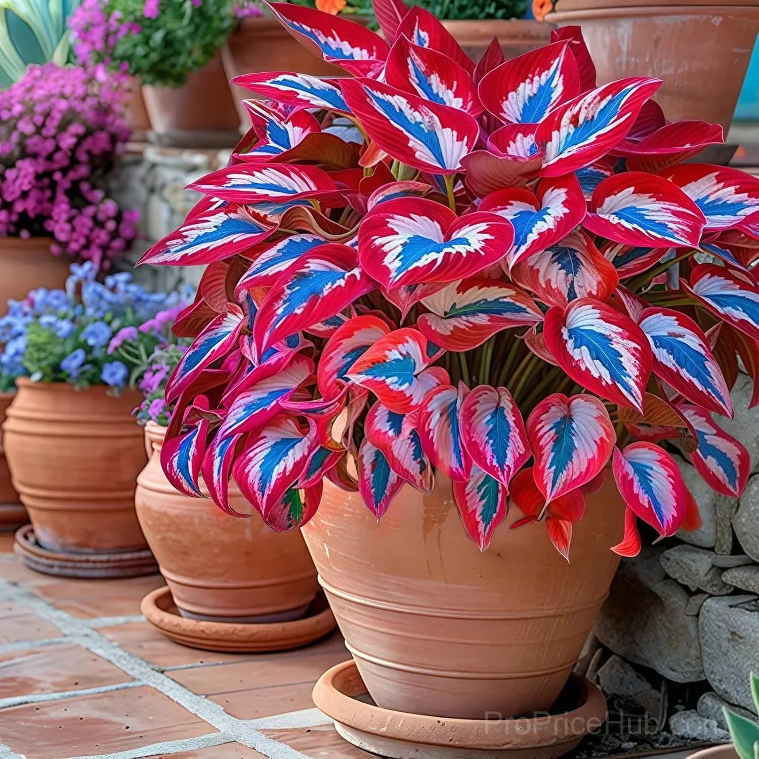 Mutilcolor Hosta Seeds - View 2