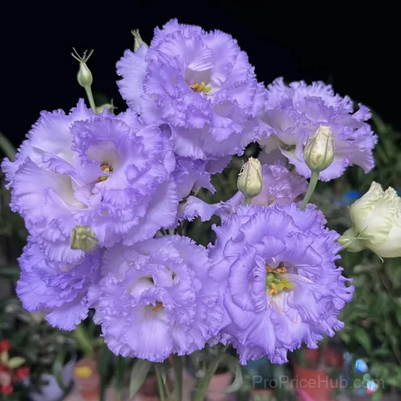 50 Mixed Color Lisianthus Seeds with 12-Day Germination - View 13