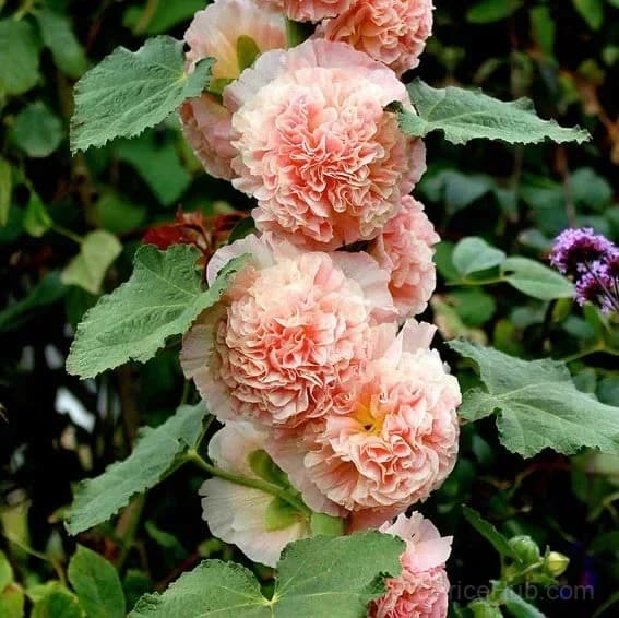 Rare Double Hollyhock Seeds - View 3