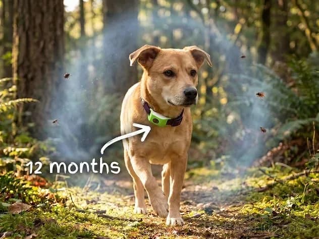 12-Month Flea & Tick Protection for Dogs - View 6