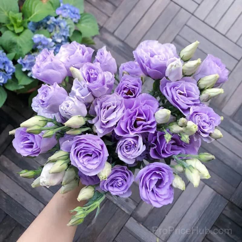50 Mixed Color Lisianthus Seeds with 12-Day Germination - View 34