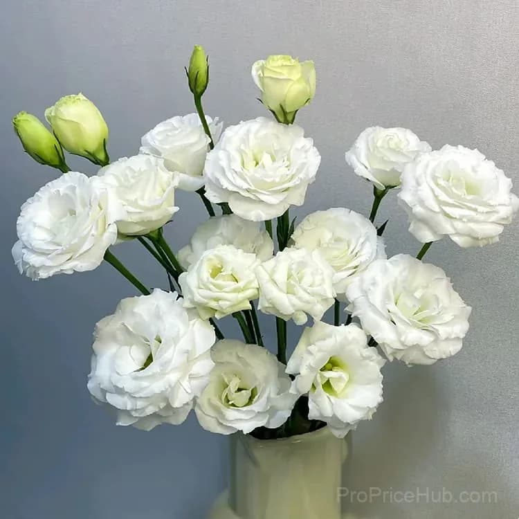 50 Mixed Color Lisianthus Seeds with 12-Day Germination - View 40