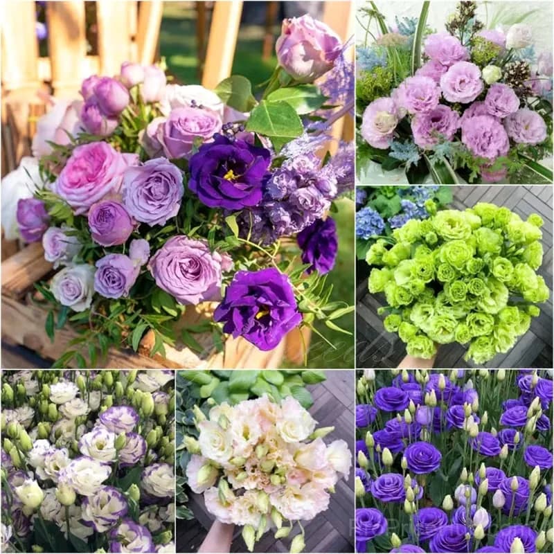 50 Mixed Color Lisianthus Seeds with 12-Day Germination - View 27