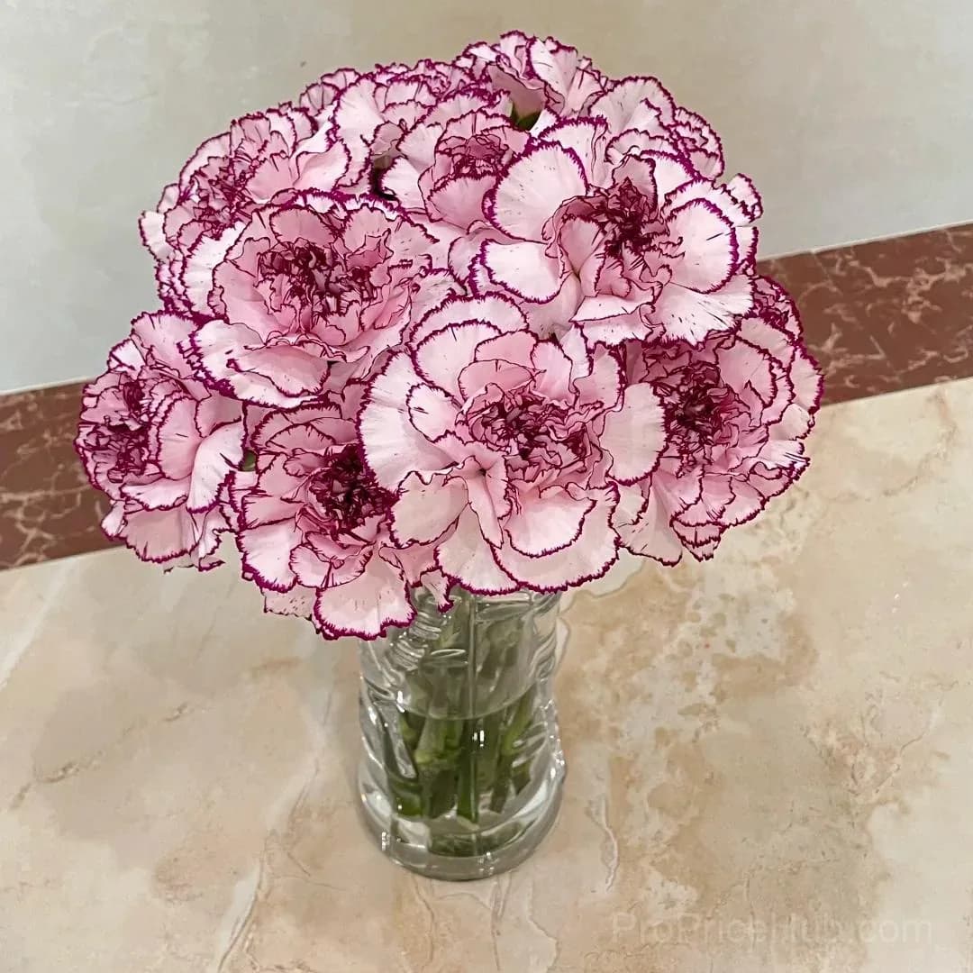 Premium Carnation Seeds - View 4