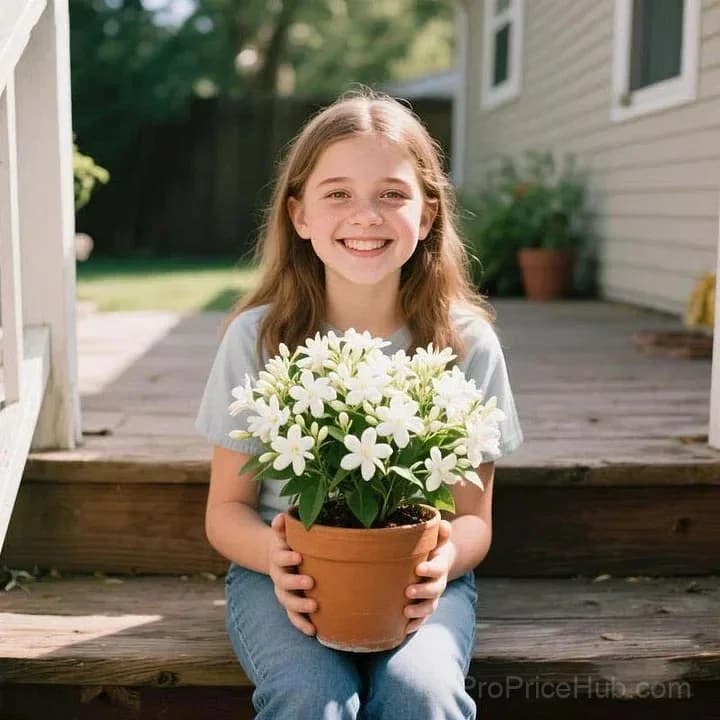Double Jasmine Seeds – Double-Flowered Variety for Garden - View 2