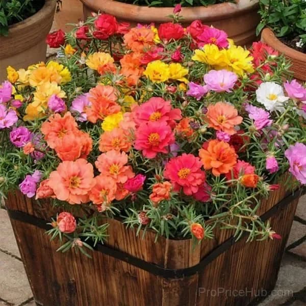 5000+ Four Season Mixed Moss Rose Seeds - View 1