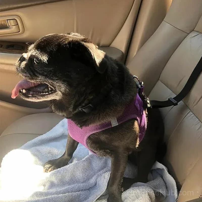 2-in-1 Dog Car Seat Belt & Walking Leash - View 7