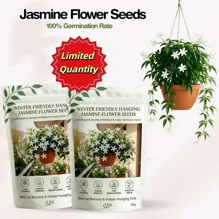 Double Jasmine Seeds – Double-Flowered Variety for Garden - View 1