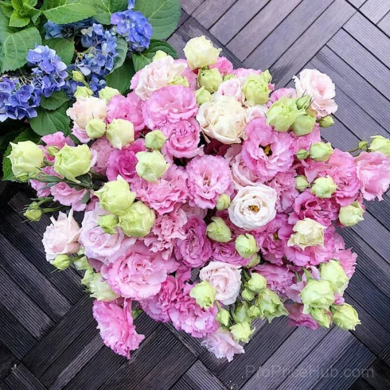 50 Mixed Color Lisianthus Seeds with 12-Day Germination - View 30