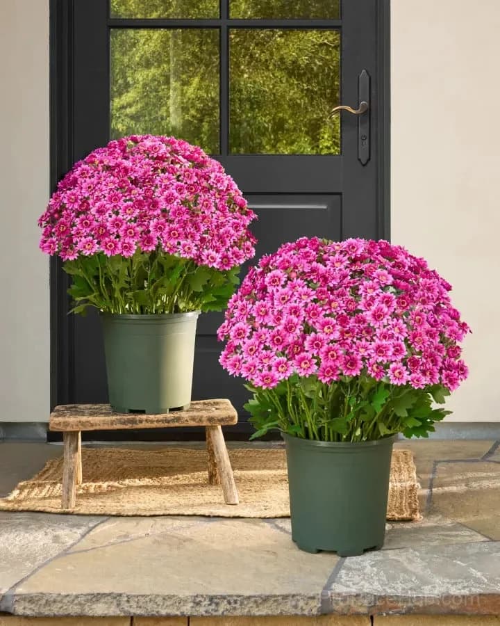 Artificial Outdoor Sunset Mums – UV-Resistant & Weatherproof - View 9