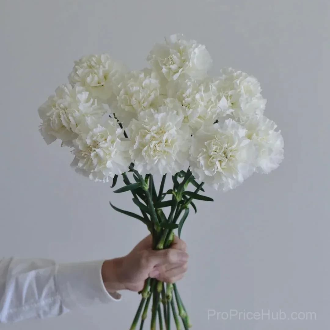 Premium Carnation Seeds - View 8