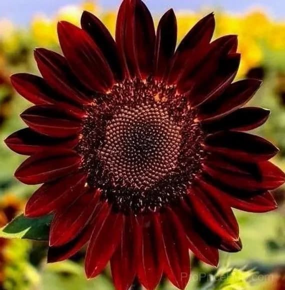 Red Wave Hybrid Sunflower Seeds - View 2