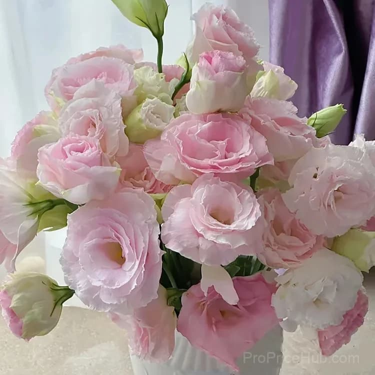 50 Mixed Color Lisianthus Seeds with 12-Day Germination - View 43
