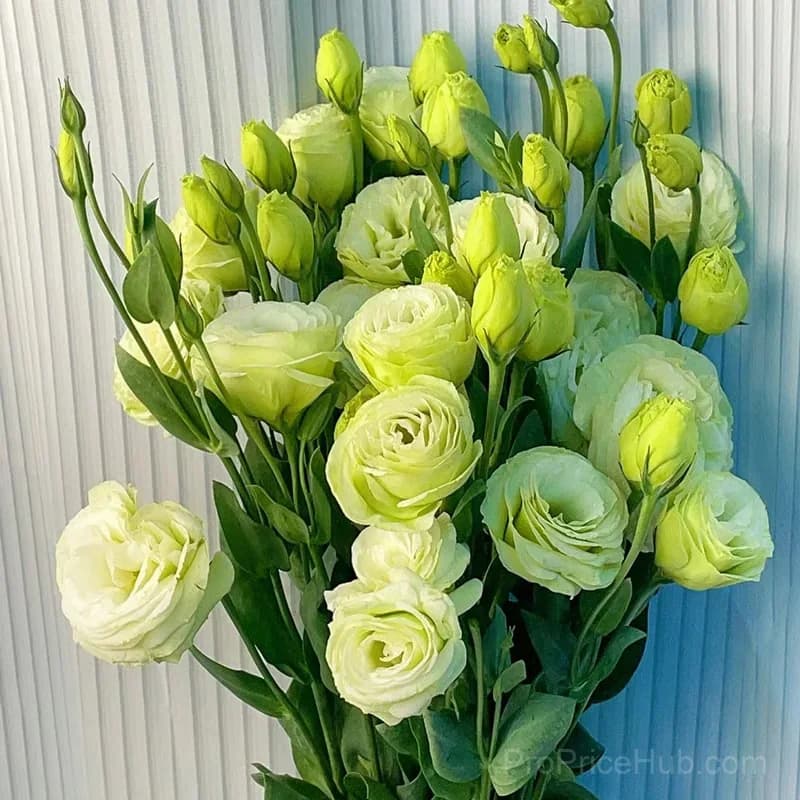 50 Mixed Color Lisianthus Seeds with 12-Day Germination - View 28