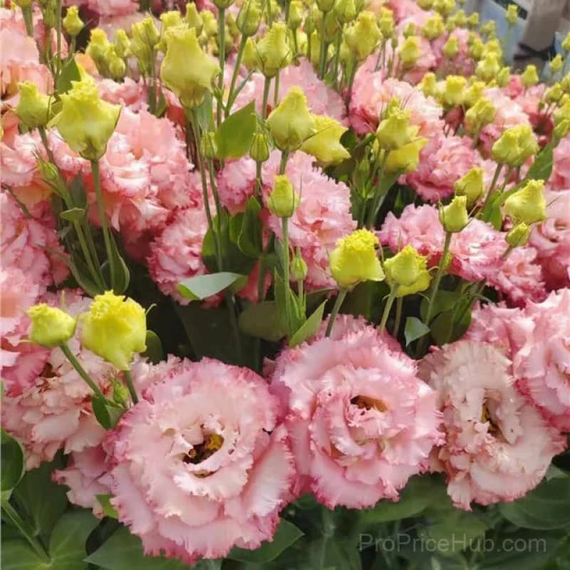50 Mixed Color Lisianthus Seeds with 12-Day Germination - View 31