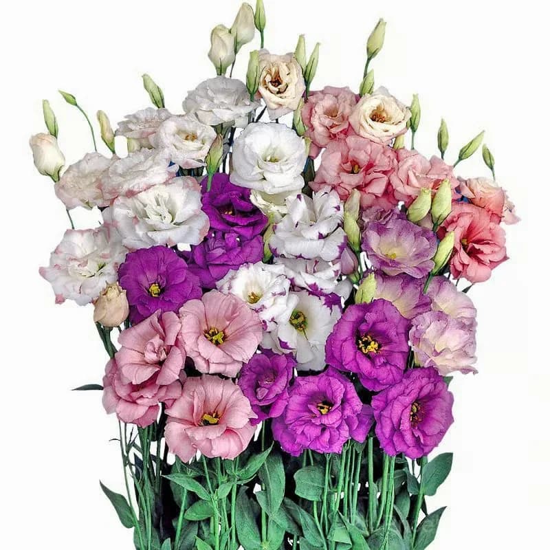 50 Mixed Color Lisianthus Seeds with 12-Day Germination - View 10