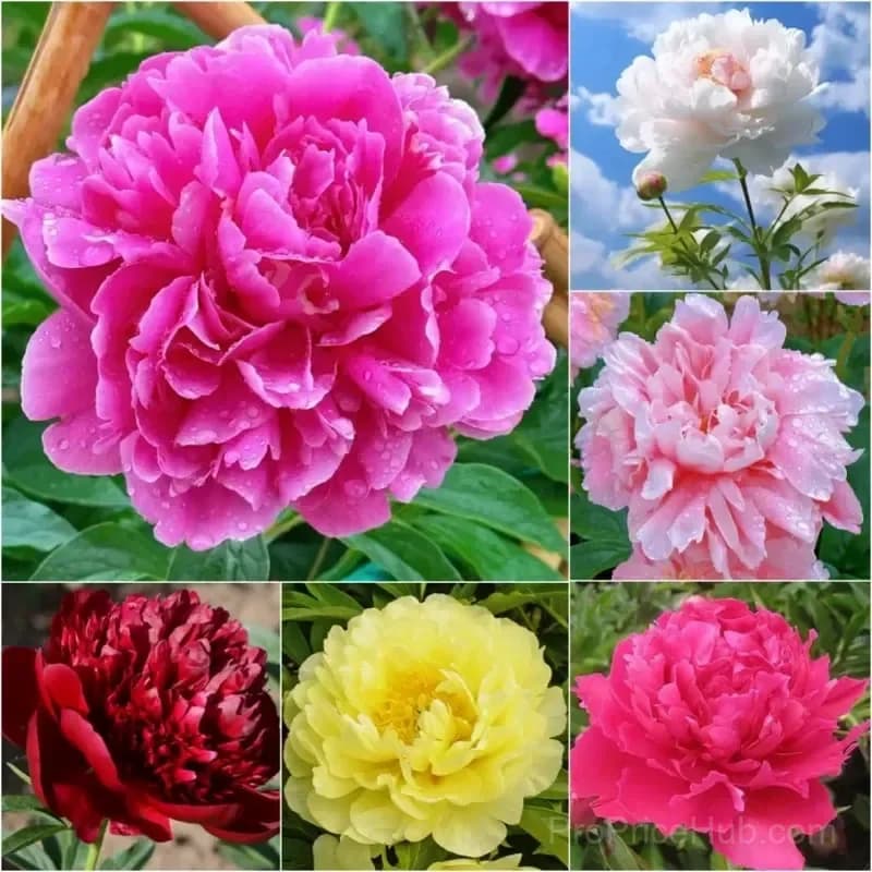Double Petaled Piani Queen of Flowers Seeds - View 1