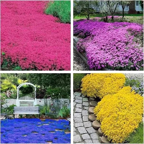 Low-Maintenance Thyme Seeds for Garden Planting - View 2