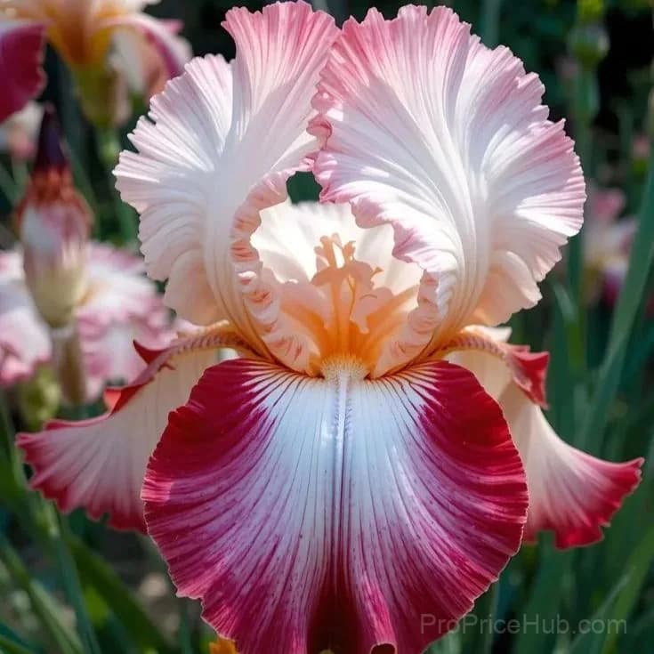 Rare Iris Bulbs | Flower Bulbs for Gardens - View 16
