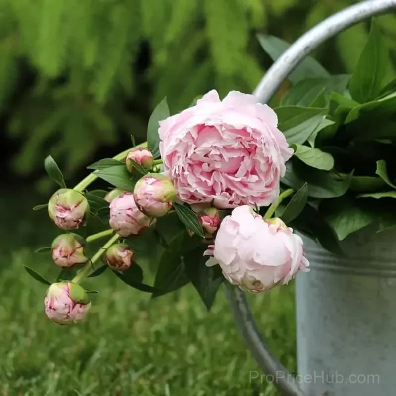 Double Petaled Piani Queen of Flowers Seeds - View 2