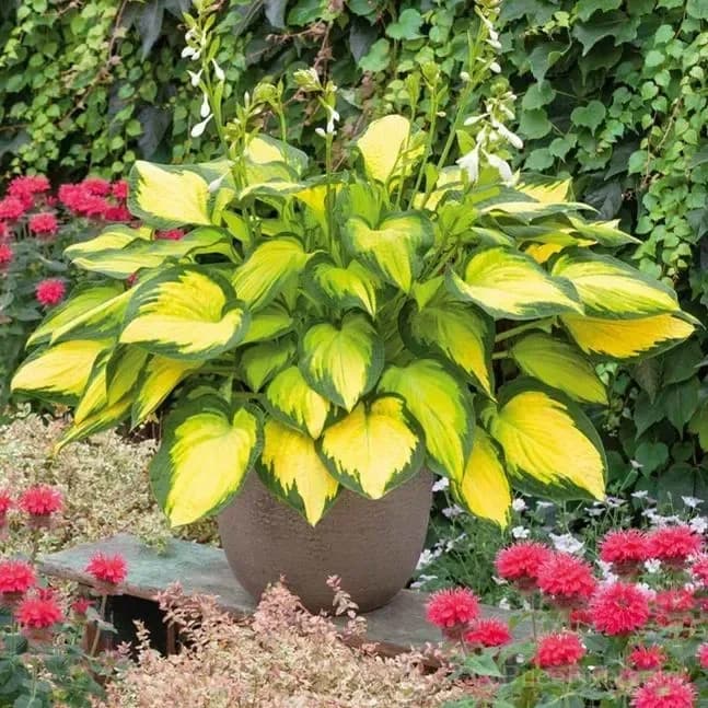 Rare Hosta Bulbs for Elegant Shade Gardens - View 11