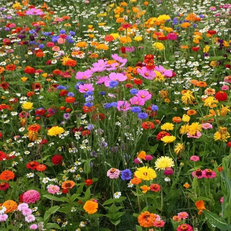 Four Seasons Wildflower Seeds, 60+ Mixed Perennial Varieties - View 3