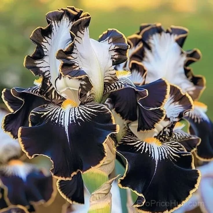 Rare Iris Bulbs | Flower Bulbs for Gardens - View 5