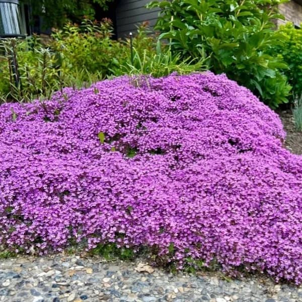 Low-Maintenance Thyme Seeds for Garden Planting - View 7