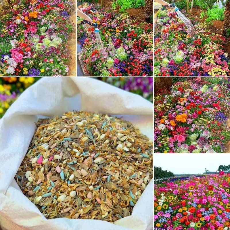 All-Season Mixed Perennial Flower Seeds – 90+ Varieties for Continuous Blooms - View 1
