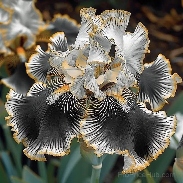 Rare Iris Bulbs | Flower Bulbs for Gardens - View 13