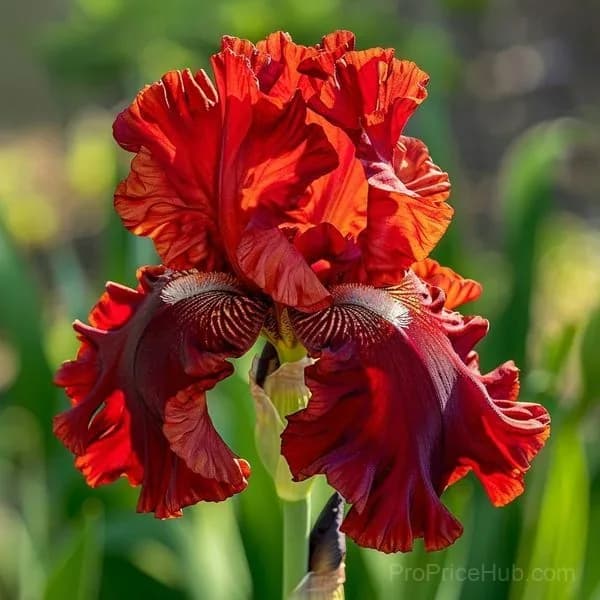 Rare Iris Bulbs | Flower Bulbs for Gardens - View 15