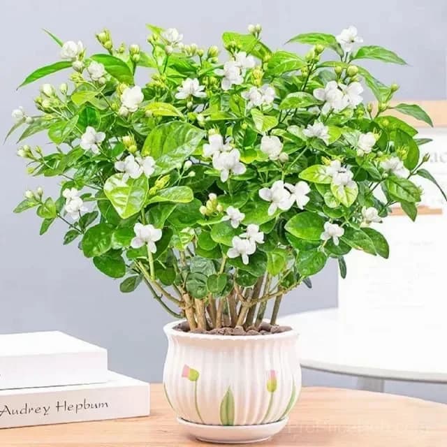 Double Jasmine Seeds for Planting - View 1