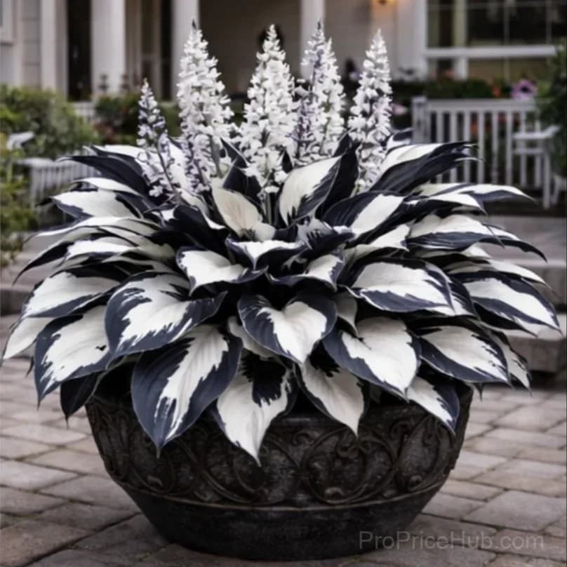 Hosta Bulbs for Shade - Easy Lush Perennial Growth - View 30