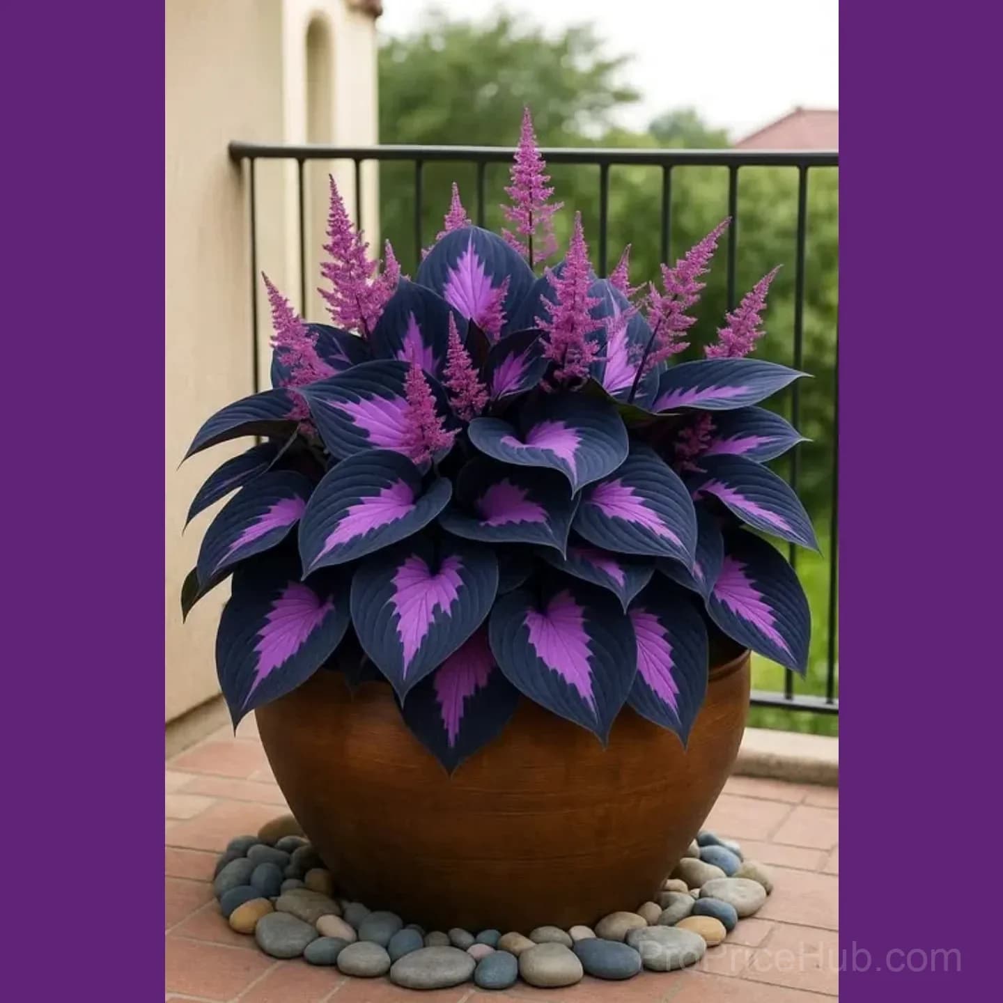 Rare Hosta Bulbs for Elegant Shade Gardens - View 5