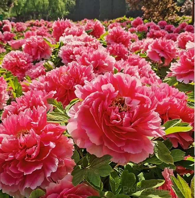 Multicolor Peony Seeds - View 1
