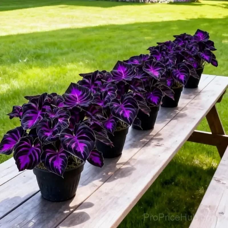 Rare Hosta Bulbs for Elegant Shade Gardens - View 17