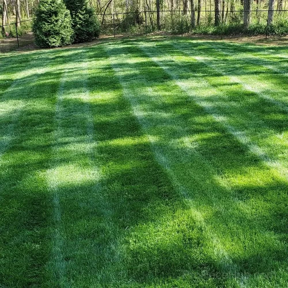 Evergreen Dwarf Grass Seed for Four Seasons - View 4